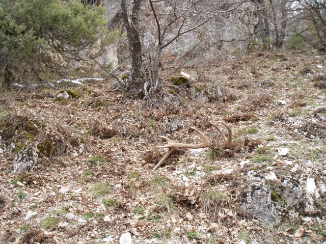 PASSIONE PER IL CERVO